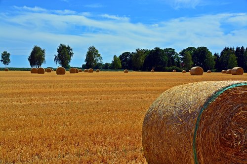 straw bales  cereals  agriculture