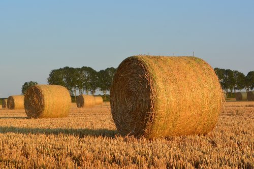 straw bales  round bales  harvest