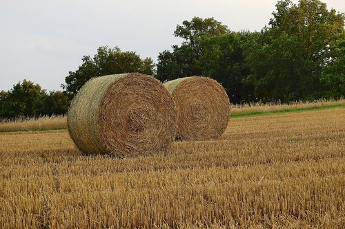 straw bales  stubble  agriculture