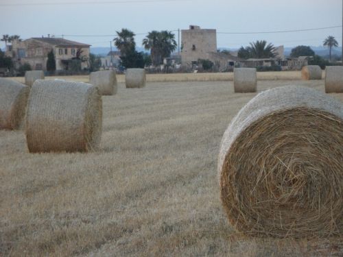 straw bales hay bales field