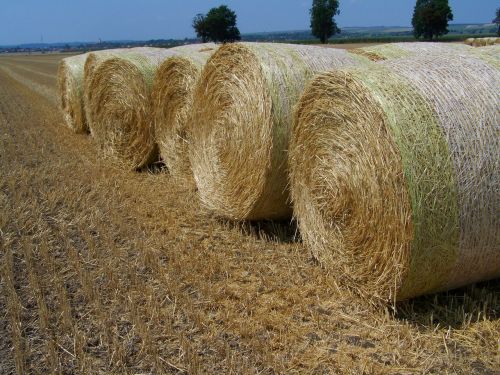 straw bales harvested wheat field agriculture