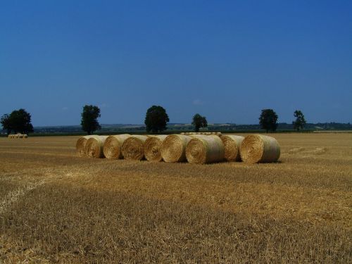 straw bales harvested wheat field summer