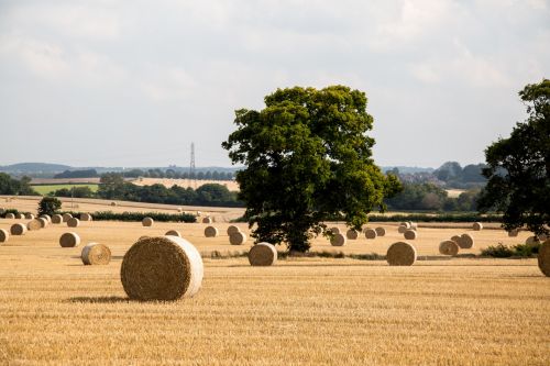 Straw Bales