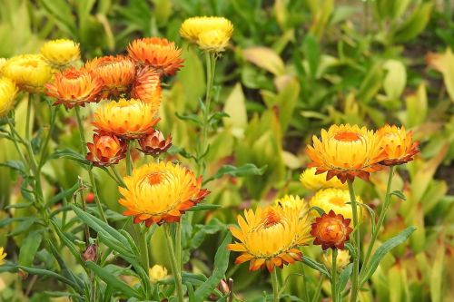 straw flowers composites helichrysum