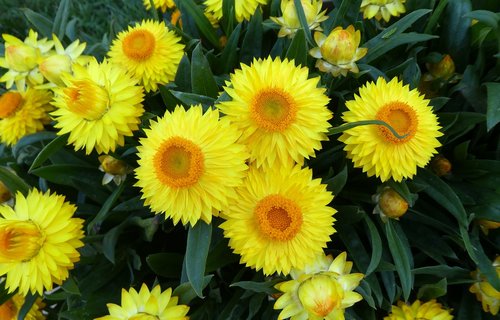 straw flowers  yellow flowers  summer