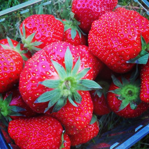 strawberries red tasty