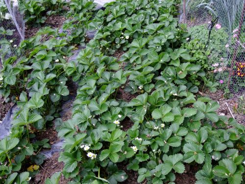 strawberries plant fruit