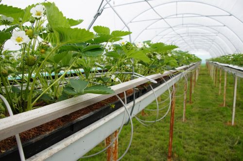 strawberries greenhouse tunnel