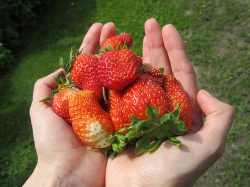 strawberries hands fruit