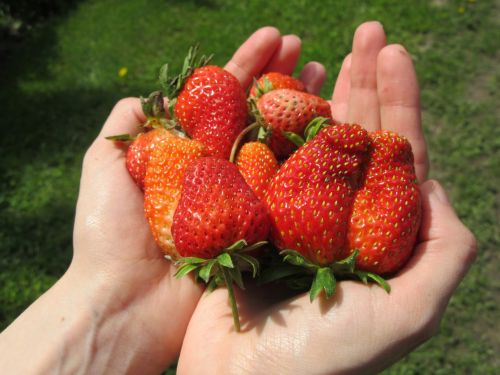 strawberries hands fruit