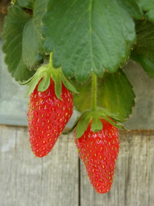 strawberries cask red fruit