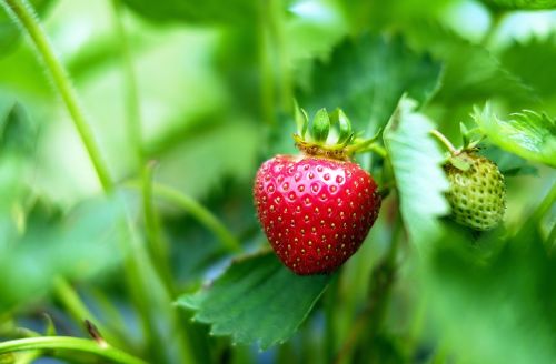 strawberries fruit red