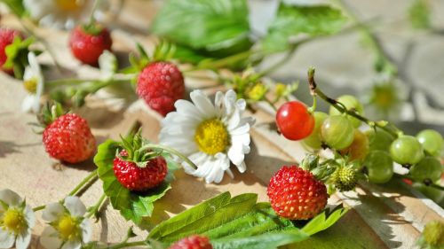 strawberries wild strawberries daisy