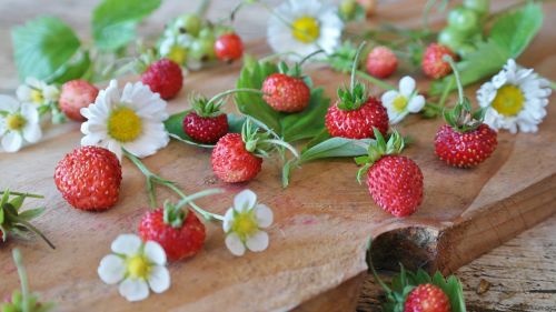 strawberries wild strawberries daisy