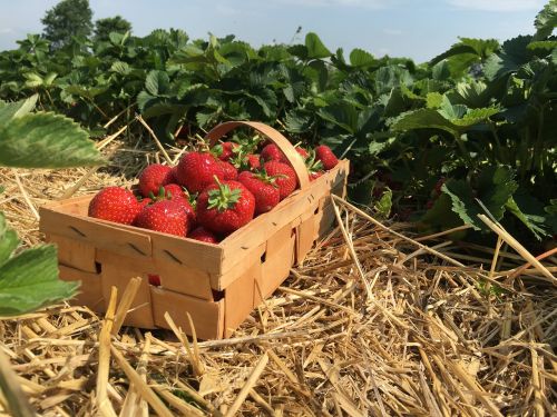 strawberries straw berries
