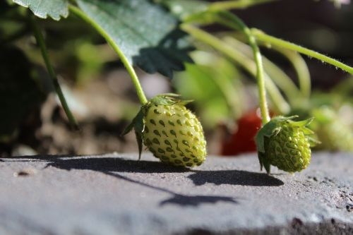 strawberries immature fruit