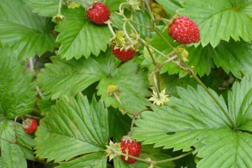 strawberries forest fruits