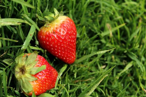 strawberries strawberries on grass open air