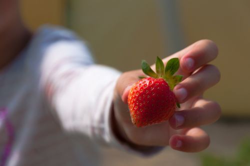 strawberries hand child