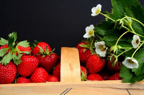 strawberries harvest time field