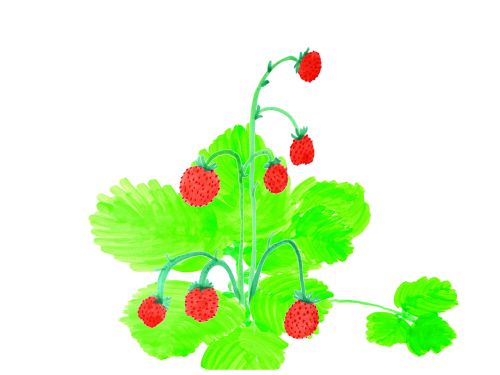 strawberries watercolor handpainted