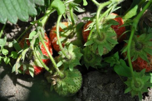 strawberries fruit garden