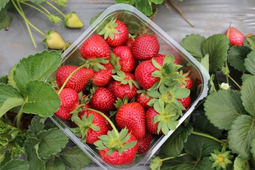 strawberries garden farm