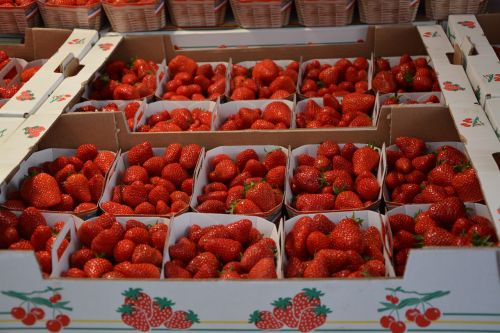 strawberries trays red