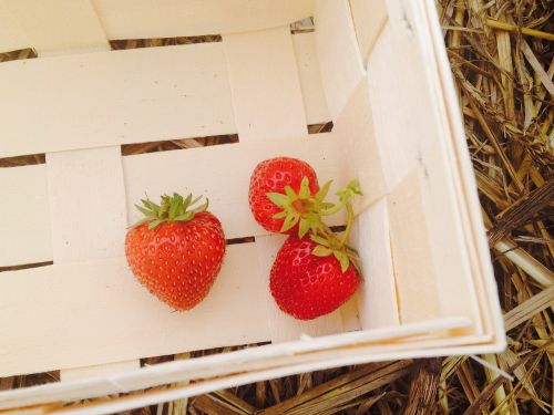 strawberries strawberry field strawberry plants