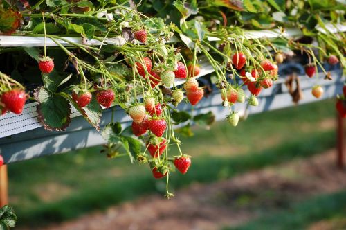 strawberries england fruit