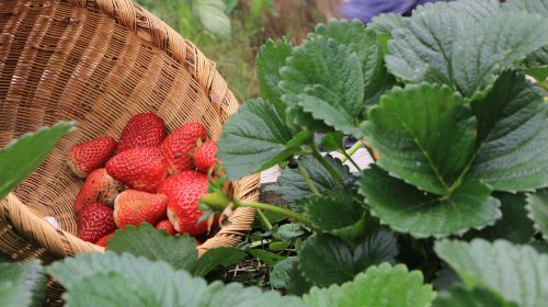 strawberries plants huerta