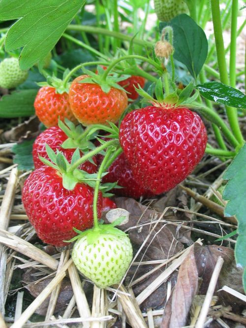 strawberries fruit fruits