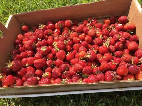 strawberries summer fresh