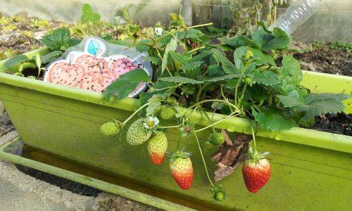 strawberries cultivation ecological