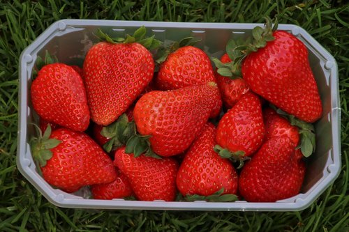 strawberries  red  basket