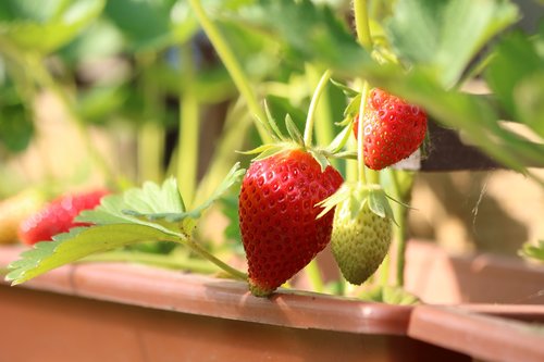 strawberries  fruit  sweet