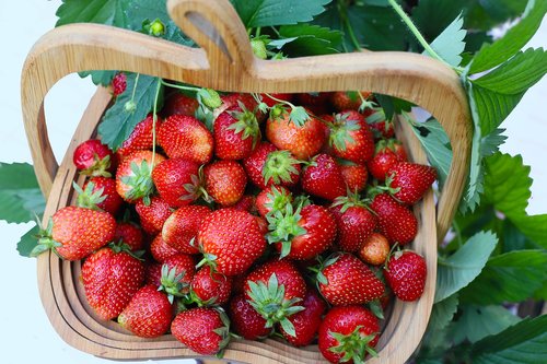 strawberries  basket  fruits