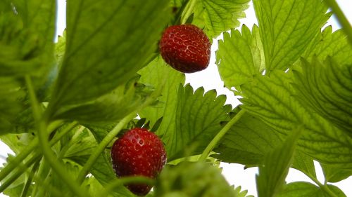 strawberries berries fruit