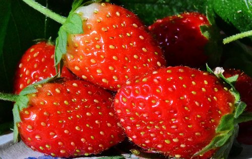 strawberries  fruits  red