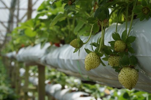 strawberries  plant  farm