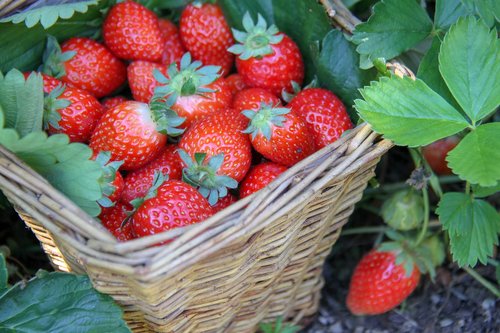 strawberries  garden  fruit