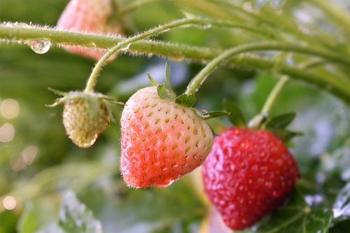 strawberries  nature  plant