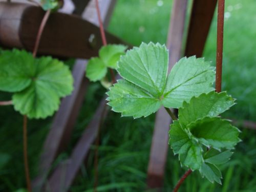 strawberries strawberry plant branch