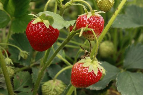 strawberries fruit mature