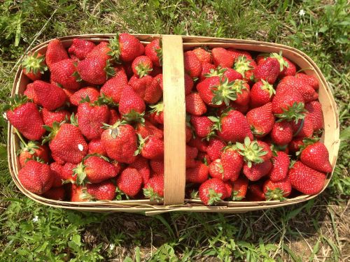 strawberries basket summer