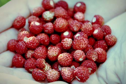 strawberries wild strawberries red