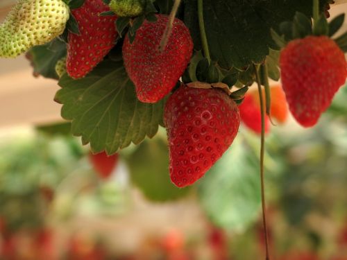 strawberries red fruit