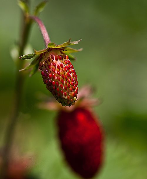 strawberries fruit strawberries owocujące