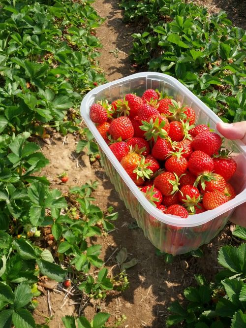 strawberries berries fruit