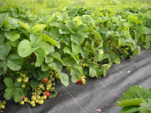 strawberries plants green